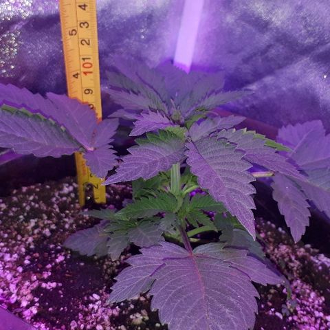 OG Kush #1 growlog timeline photo