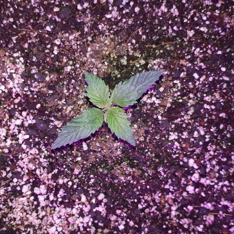 Super Critical Automatic growlog timeline photo