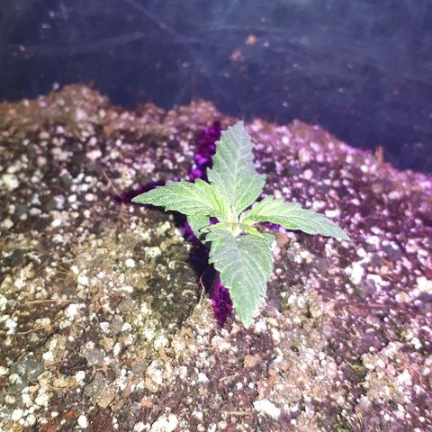 Super Critical Automatic growlog timeline photo