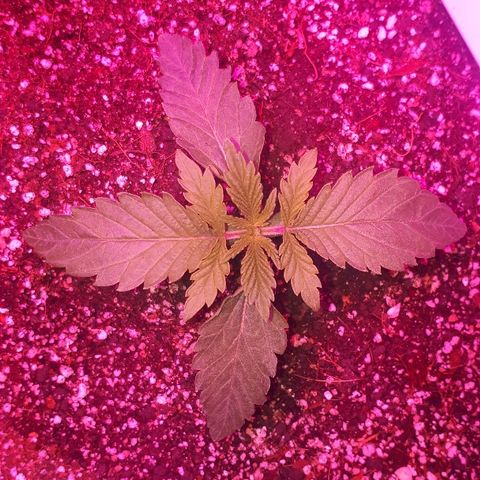 Gorilla Zkittlez growlog timeline photo