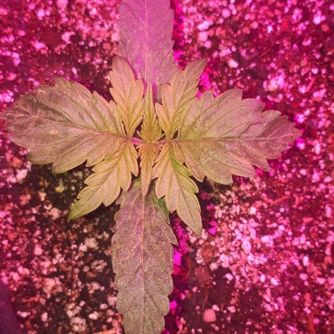 Glue Gelato Auto growlog timeline photo