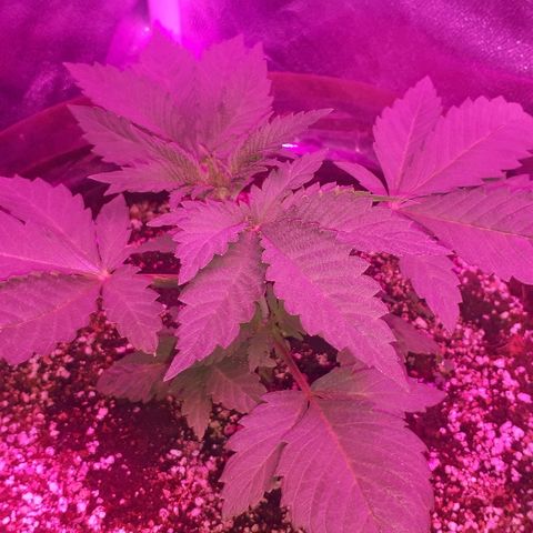 OG Kush #1 growlog timeline photo