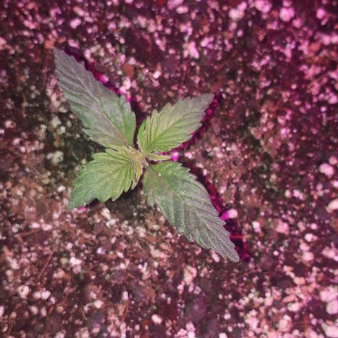 Super Critical Automatic growlog timeline photo
