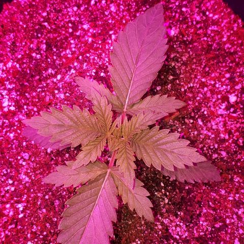 Gorilla Zkittlez growlog timeline photo