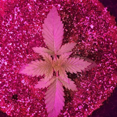 Gorilla Zkittlez growlog timeline photo