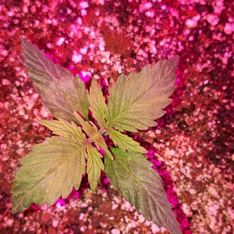 Super Critical Automatic growlog timeline photo