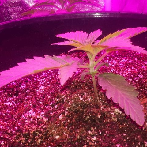 Gorilla Zkittlez growlog timeline photo