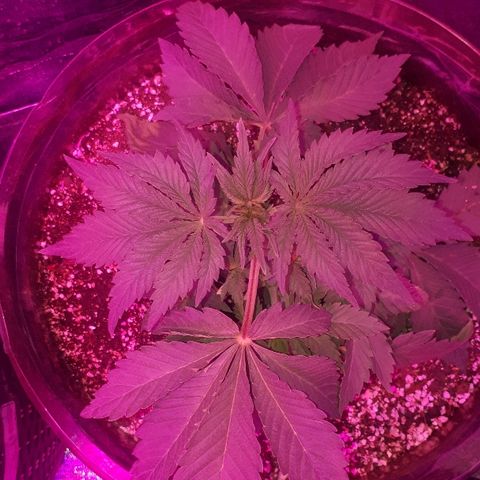 OG Kush #1 growlog timeline photo