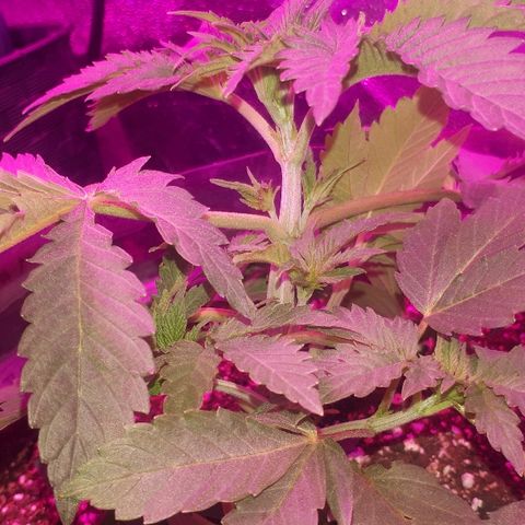 OG Kush #1 growlog timeline photo