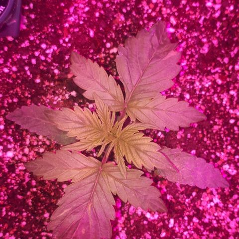 Glue Gelato Auto growlog timeline photo