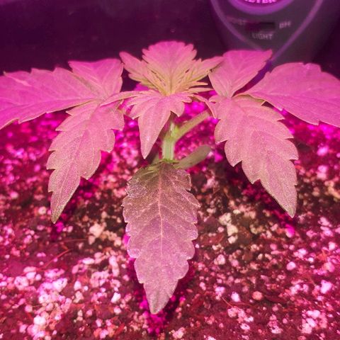 Glue Gelato Auto growlog timeline photo