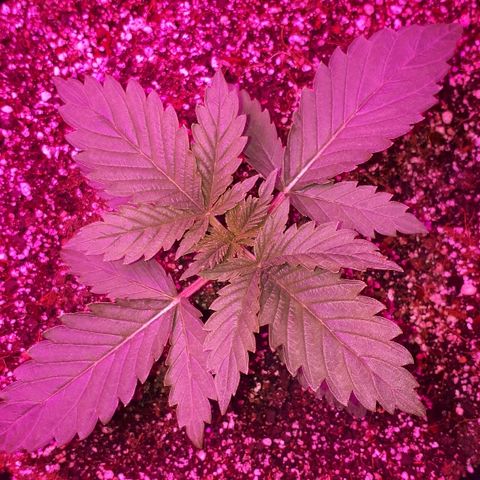 Gorilla Zkittlez growlog timeline photo
