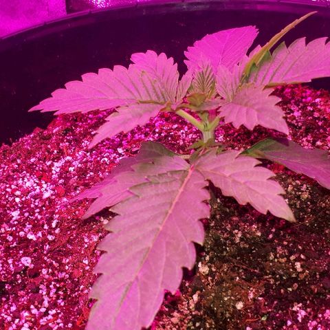 Gorilla Zkittlez growlog timeline photo