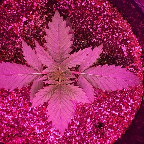 Gorilla Zkittlez growlog timeline photo