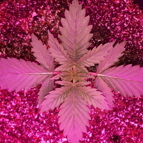 Gorilla Zkittlez growlog timeline photo