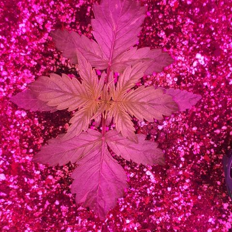 Glue Gelato Auto growlog timeline photo