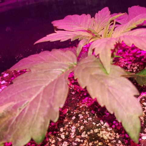 Glue Gelato Auto growlog timeline photo