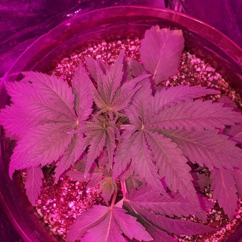 OG Kush #1 growlog timeline photo