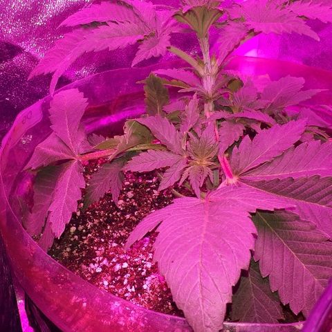 OG Kush #1 growlog timeline photo
