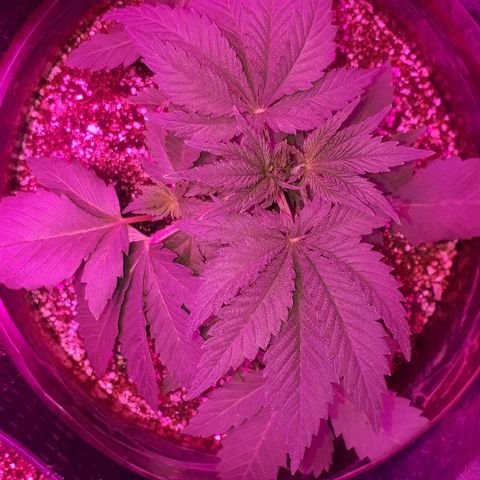 OG Kush #1 growlog timeline photo
