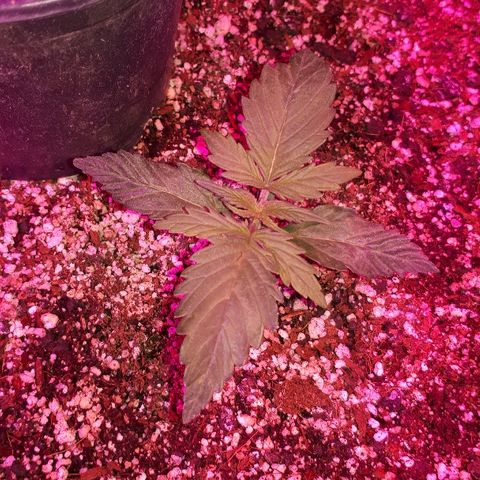 Super Critical Automatic growlog timeline photo