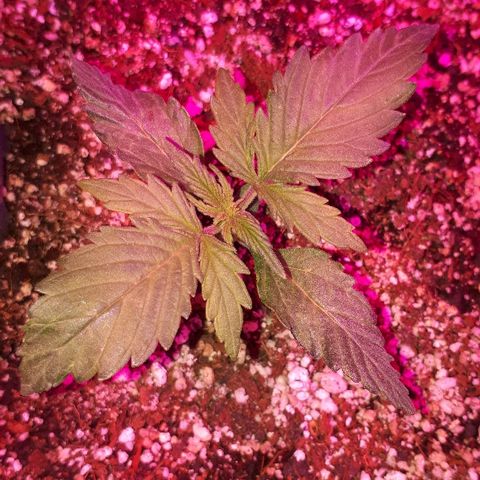 Super Critical Automatic growlog timeline photo