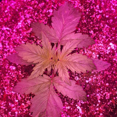 Glue Gelato Auto growlog timeline photo