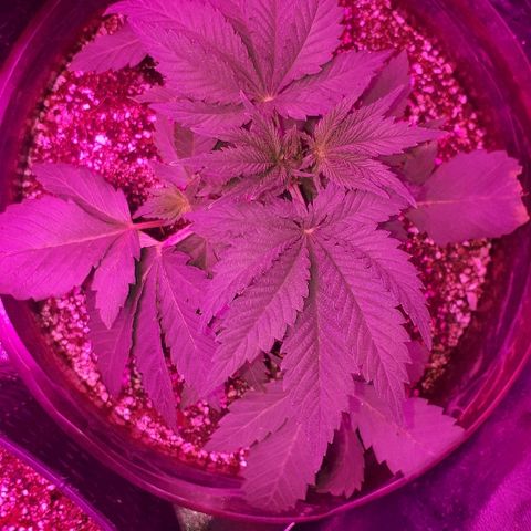 OG Kush #1 growlog timeline photo