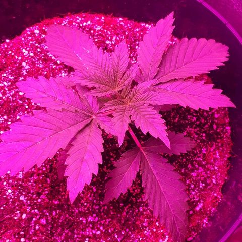 Gorilla Zkittlez growlog timeline photo