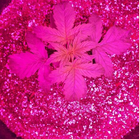Glue Gelato Auto growlog timeline photo
