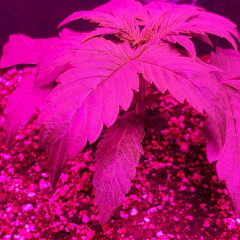 Glue Gelato Auto growlog timeline photo
