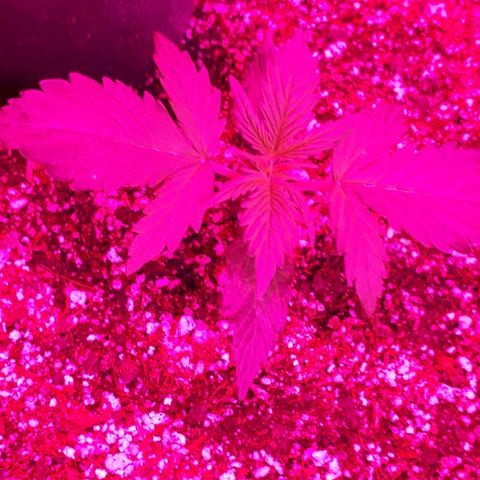 Super Critical Automatic growlog timeline photo