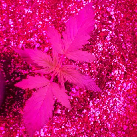 Super Critical Automatic growlog timeline photo
