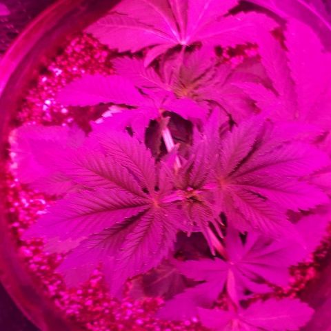 OG Kush #1 growlog timeline photo
