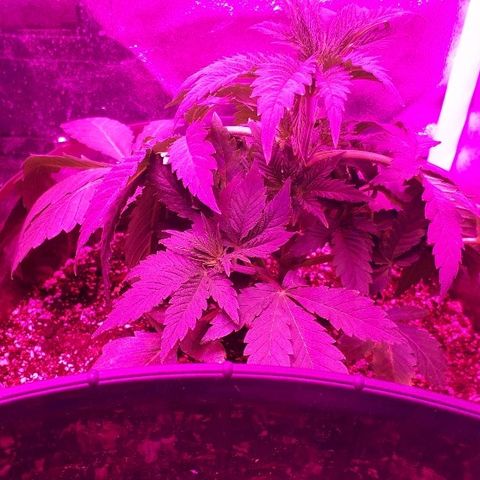 OG Kush #1 growlog timeline photo