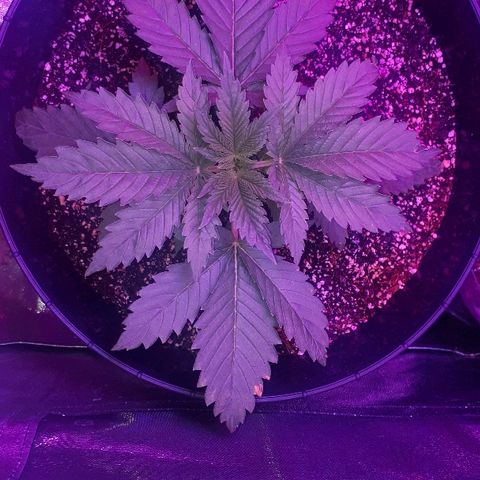 Gorilla Zkittlez growlog timeline photo