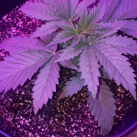 Gorilla Zkittlez growlog timeline photo