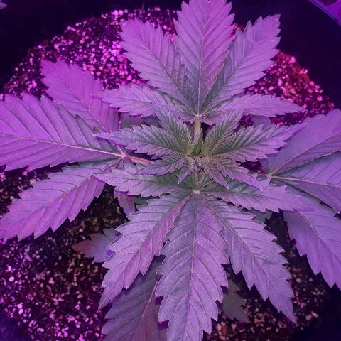 Gorilla Zkittlez growlog timeline photo
