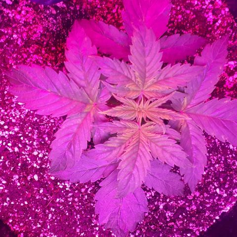 Glue Gelato Auto growlog timeline photo