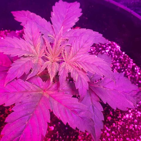 Glue Gelato Auto growlog timeline photo