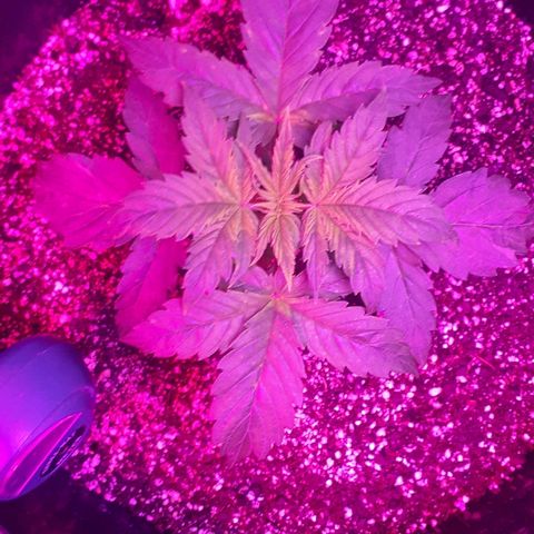 Glue Gelato Auto growlog timeline photo