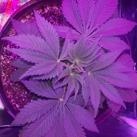 OG Kush #1 growlog timeline photo