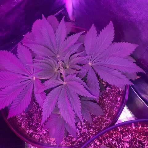 OG Kush #1 growlog timeline photo