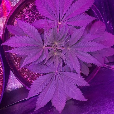 OG Kush #1 growlog timeline photo