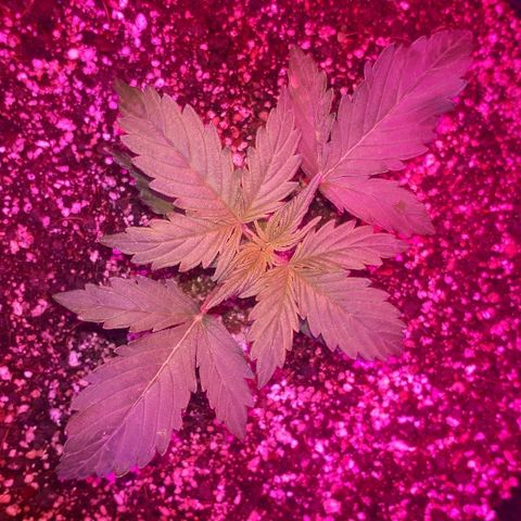 Super Critical Automatic growlog timeline photo