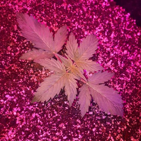 Super Critical Automatic growlog timeline photo