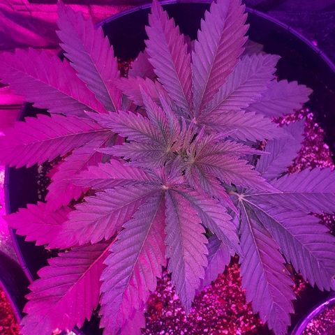 Gorilla Zkittlez growlog timeline photo