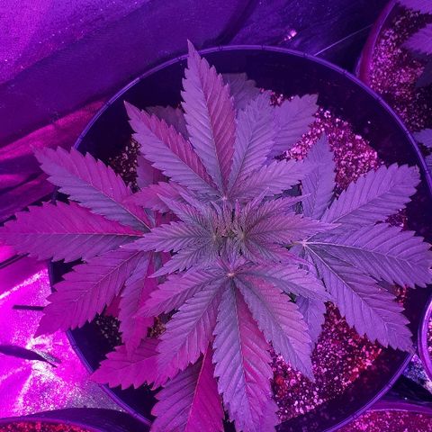 Gorilla Zkittlez growlog timeline photo