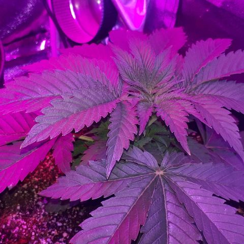 Gorilla Zkittlez growlog timeline photo