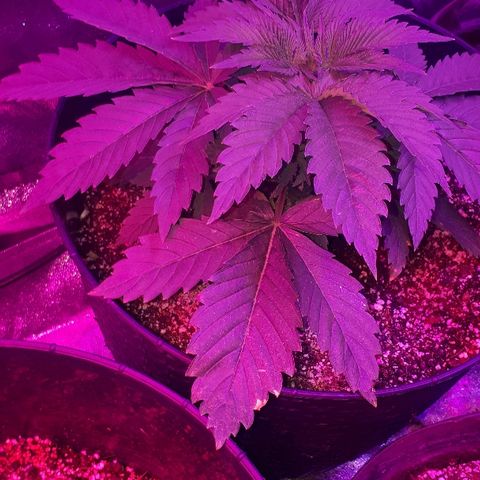 Gorilla Zkittlez growlog timeline photo